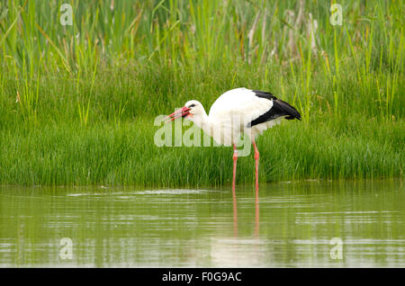 Stork Angeln und einen Frosch Essen Stockfoto