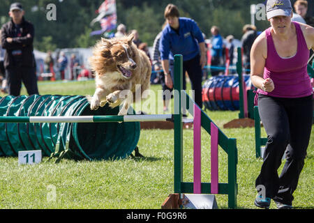 Rockingham Castle, Northamptonshire, UK. 15. August 2015. Eine langhaarige Collie fliegen Ovet Sprünge am the11th Kennel Club International 4 Tag Hund Agility Festival. Bildnachweis: Keith J Smith. / Alamy Live News Stockfoto