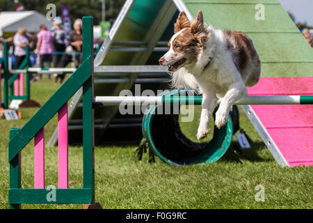 Rockingham Castle, Northamptonshire, UK. 15. August 2015. Eine langhaarige Collie fliegen Ovet Sprünge am the11th Kennel Club International 4 Tag Hund Agility Festival. Bildnachweis: Keith J Smith. / Alamy Live News Stockfoto