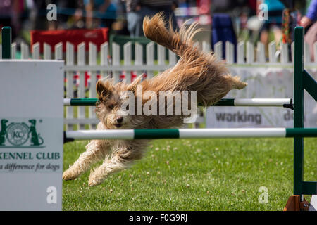 Rockingham Castle, Northamptonshire, UK. 15. August 2015. Langhaarige Hund geht über den ersten Sprung auf the11th Kennel Club International 4 Tage Agility Hundefest. Bildnachweis: Keith J Smith. / Alamy Live News Stockfoto