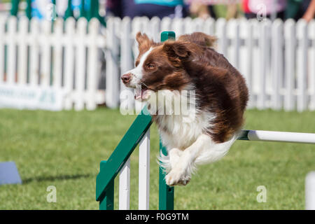 Rockingham Castle, Northamptonshire, UK. 15. August 2015. eine Tan und weißen Collie fliegen über die Sprünge bei the11th Kennel Club International 4 Tage Agility Hundefest. Bildnachweis: Keith J Smith. / Alamy Live News Stockfoto