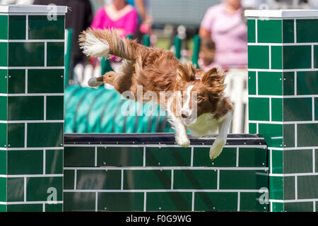 Rockingham Castle, Northamptonshire, UK. 15. August 2015. eine Tan und weißen Collie fliegen über die Mauer in the11th Kennel Club International 4 Tage Agility Hundefest. Bildnachweis: Keith J Smith. / Alamy Live News Stockfoto