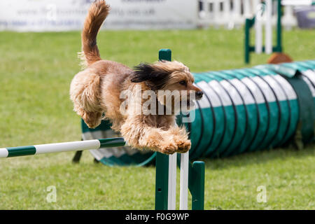 Rockingham Castle, Northamptonshire, UK. 15. August 2015. The11th Kennel Club International 4 Tage Agility Hundefest Höhe fliegen. Bildnachweis: Keith J Smith. / Alamy Live News Stockfoto