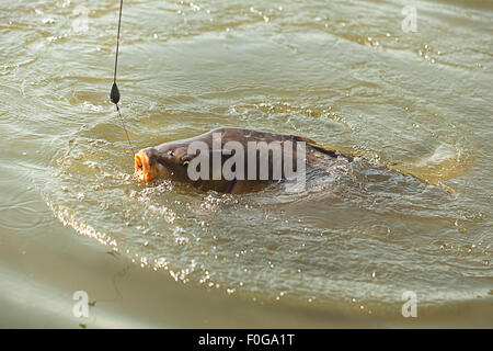 Große Fische hängen die Fischerei locken Kopf über dem Wasser Stockfoto