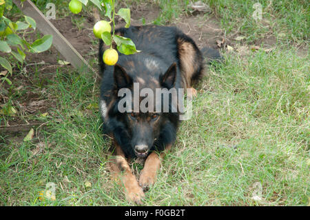 Belgischer Schäferhund (Tervuren) Stockfoto