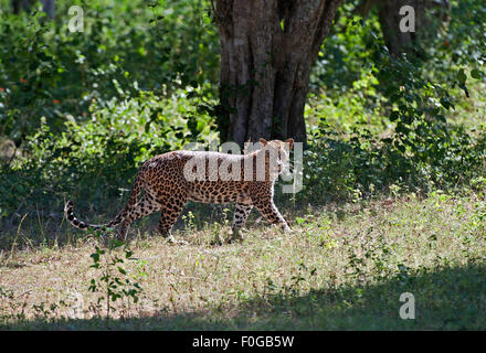 Das Bild des Leoparden (Panthera pardus kotiya) wurde im Yala-Nationalpark in Sri Lanka gedreht Stockfoto