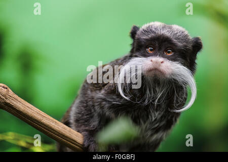 Bärtigen Kaiser Tamarin (Saguinus Imperator Subgrisescens) Stockfoto