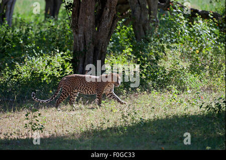 Das Bild des Leoparden (Panthera pardus kotiya) wurde im Yala-Nationalpark in Sri Lanka gedreht Stockfoto