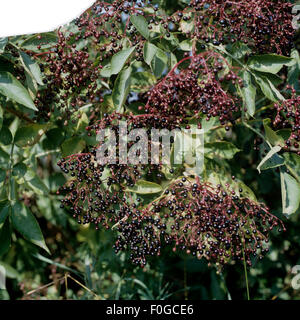 Holunderbeere Sambucus Nigra, Heilpflanzen, Stockfoto