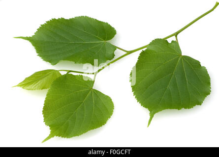 Lindenblatt, Tilia Platyphyllos, Sommerlinde, Stockfoto