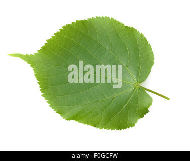 Lindenblatt, Tilia Platyphyllos, Sommerlinde, Stockfoto