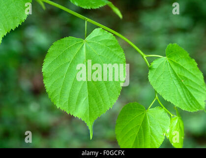 Lindenblatt, Tilia Platyphyllos, Sommerlinde, Stockfoto