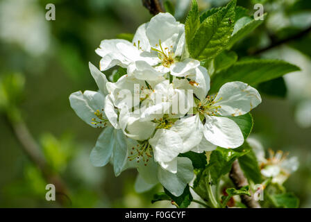 Weißen fröhlichen Blüten im späten Frühling in der Toskana Stockfoto