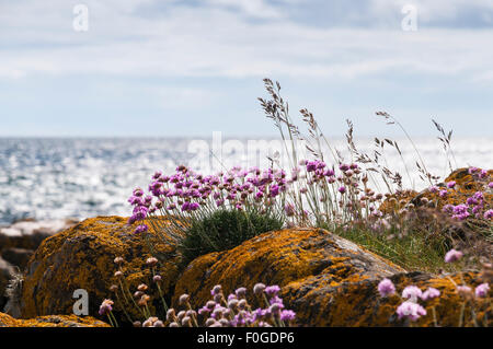 Meer Sparsamkeit, Armeria Maritima, oder Meer Pink-wächst zwischen den Felsen Flechten bedeckt auf der Isle of Arran, Schottland Stockfoto