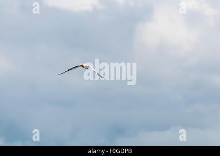 Eine einsame Basstölpel, Sula Bassanus, gegen ein bewölkter Himmel Stockfoto