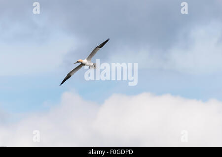 Eine einsame Basstölpel, Sula Bassanus, gegen ein bewölkter Himmel Stockfoto