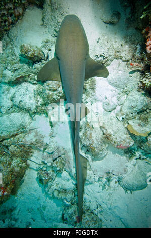 Eine Verlegung im Sand eine Reinigungsstation in Little Cayman Ammenhai. Stockfoto