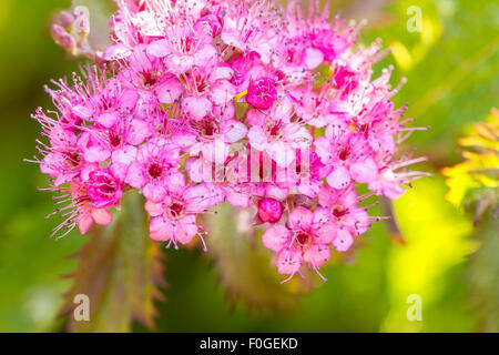 Nahaufnahme von leuchtend rosa Spirea Blüten im Frühjahr und Sommer Stockfoto