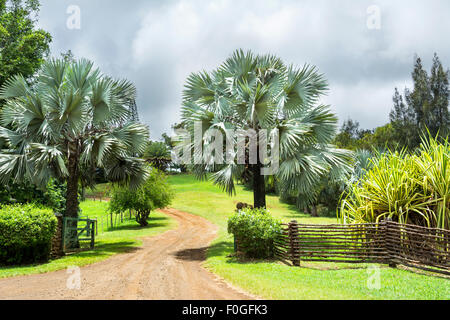 Eingang zu einer Ranch im Hochland von Hawaii, gesäumt von Bäumen und lebendige Pflanzen. Stockfoto