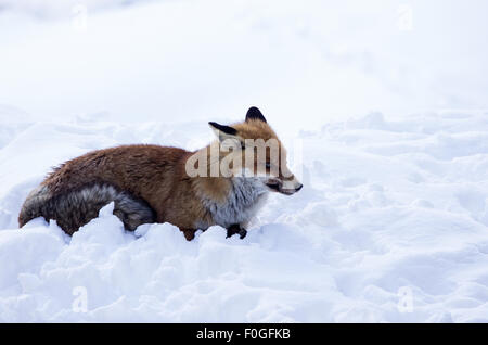 roter Fuchs auf Schnee, weißen Schnee, Rotfuchs, Wolf, Säugetiere, Italiener Alpi, Berg, Tiere Wildtiere in Alpi italienischen Bergen Stockfoto