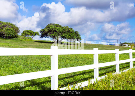 Ein schöner Bauernhof Feld umgeben von einem weißen Zaun in Kauai, Hawaii zeigt einen einsamen Baum in der Mitte der grünen Weide. Stockfoto