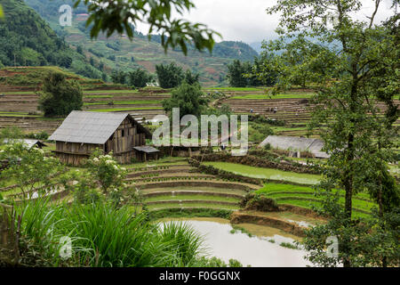 Frisch gepflanzt terrassierten Reisfelder und Wirtschaftsgebäude in Cat Cat Dorf in der Nähe von Sa Pa im Norden Vietnams während der Regenzeit. Stockfoto