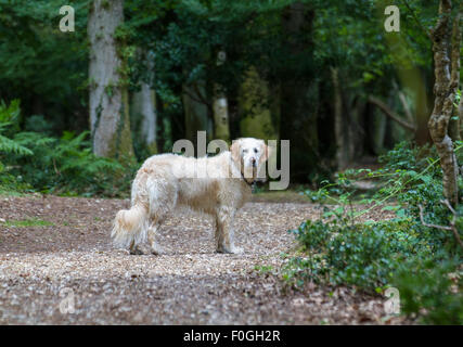 glücklicher Hund stehend in Wäldern am Spaziergang im Rückblick Stockfoto