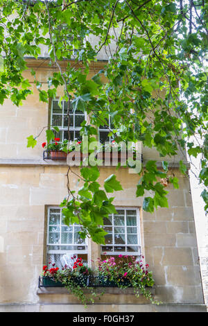 Baum, überhängenden vor Gebäude aus Stein mit schönen Blumen in Balkonkästen und Schärpe windows Stockfoto