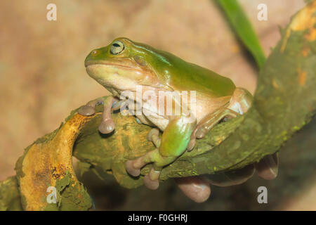 Grüne tropische Frosch auf eine Zweig-Nahaufnahme Stockfoto