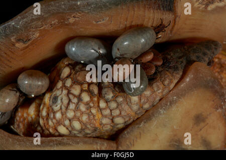 Schildkröte Zecken auf einer Marginated Schildkröte (Testudo Marginata) die Peloponnes, Griechenland, Mai 2009 Stockfoto