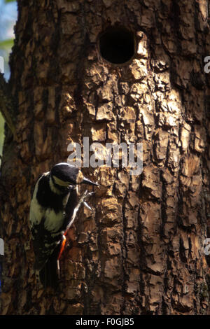 Buntspecht füttert eine Küken im Nest hohl Stockfoto