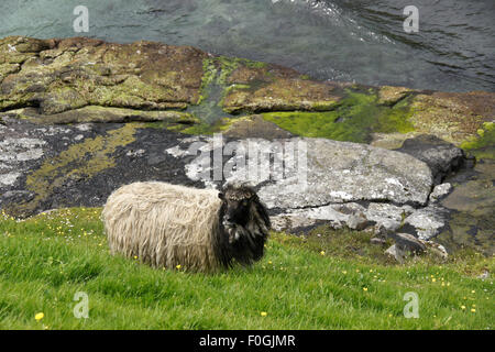 Färöische Schafbeweidung am steilen Hang am Rand des Wassers, Tjornuvik, Stremoy, Färöer Inseln Stockfoto