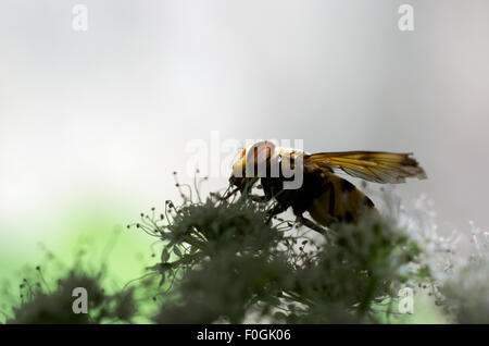 Insekt auf einem Blatt, Marienkäfer auf einem Blatt, Mikrofotografie, Insekt, Essen Stockfoto