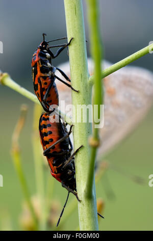 Insekt auf einem Blatt, Marienkäfer auf einem Blatt, Mikrofotografie, Insekt, Essen Stockfoto