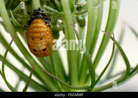 Insekt auf einem Blatt, Marienkäfer auf einem Blatt, Mikrofotografie, Insekt, Essen Stockfoto