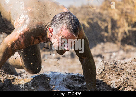 Toronto, Kanada. 15. August 2015. Tough-Mudder Hindernis-Parcours 15. August 2015 Toronto Ontario. Elektroschock-Therapie Credit: Leistung Bild/Alamy Live-Nachrichten Stockfoto