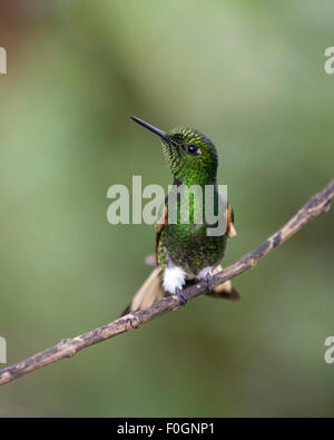 Boissonneaua flavescens im Nebelwald der ecuadorianischen Anden, Provinz Pichincha, Ecuador Stockfoto