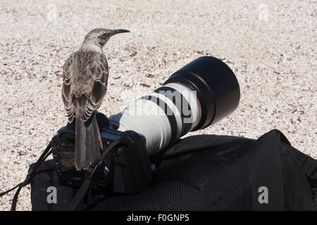 Espanola Spottdrossel (Mimus Macdonaldi) thront auf Touristen Kamera und Pack. Stockfoto