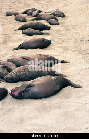 Nördliche Elefantenseehunde (Mirounga angustirostris) am Strand von Kalifornien, USA Stockfoto