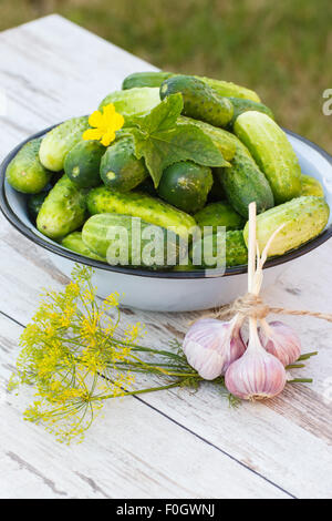 Reife Gurken in Metallschale und frischem Knoblauch mit Dill auf alten weißen Holztisch im Garten am sonnigen Tag, gesunde Ernährung Stockfoto