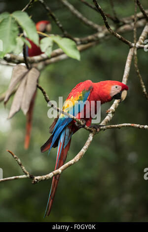 Hellroten Aras (Ara Macao) Tambopata, peruanische Amazon WILD Stockfoto