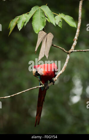 Hellroten Aras (Ara Macao) Tambopata, peruanische Amazon WILD Stockfoto