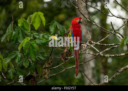 Hellroten Aras (Ara Macao) Tambopata, peruanische Amazon WILD Stockfoto