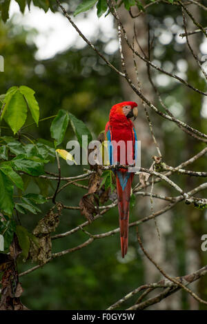 Hellroten Aras (Ara Macao) Tambopata, peruanische Amazon WILD Stockfoto