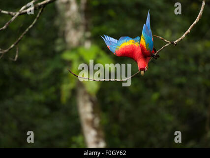 Hellroten Aras (Ara Macao) Tambopata, peruanische Amazon WILD Stockfoto