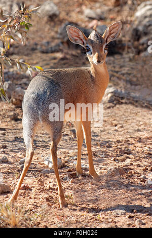 Kleine Dara Dik Antilope (Madoqua Kirkii), Etsosha Nationalpark, Namibia Stockfoto