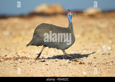 Behelmte Perlhühner (Numida Meleagris) ausgeführt, Etosha Nationalpark, Namibia Stockfoto