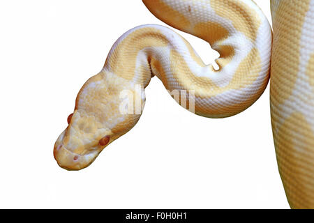 retikuliert Albino-Python (Python Reticulatus) isoliert auf weißem Hintergrund Stockfoto