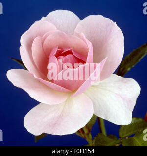 Beetrose, die Queen Elizabeth, Stockfoto