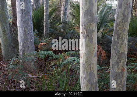 Coastal Forest Mimosa Rocks National Park, NSW Australia Stockfoto